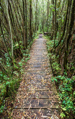 Obraz premium old footpath