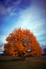 Autumn Tree and the blue sky