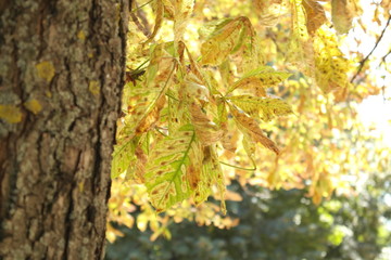 autumn. change of seasons. yellow leaves on a sunny day