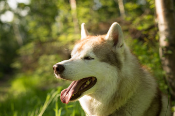 Profile Portrait of beige dog breed siberian husky with tonque hanging out sitting in green grass and orange wild lilies