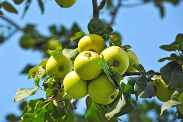 Green apple on branch