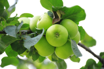 Green apple on branch