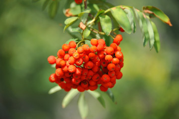 Rowan berries, Mountain ash (Sorbus)