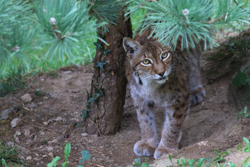 Lynx - Parc animalier des Pyrénées