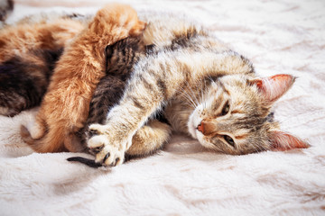 Grey mother cat nursing her babies kittens, close up