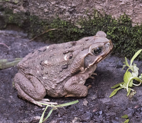 Giant Toad, also called, Cane, Marine, or Bufo Toad, with brown warty skin is exploring a rain dampened South Florida yard.  These toads emit secretions that can be deadly for dogs.