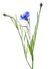 Fototapeta na wymiar blue cornflower bloom and two buds on stem