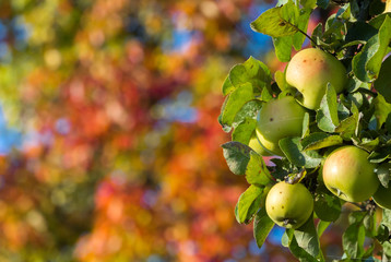 Äpfel auf einem Baum einer Streuobstwiese im Herbst