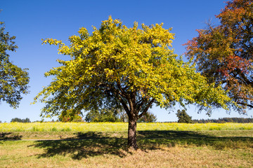 Obraz premium Obstbaum mit Herbstfarben auf einer Streuobstwiese, blühendes Gelbsenffeld im Hintergrund