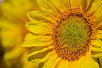 Obraz premium Girasoles 2