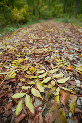Herbstlaub auf einem Waldweg, hauptsächlich Eschenlaub und Buchenlaub