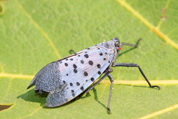 fulgoroidea insects