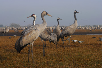 Common Crane family 