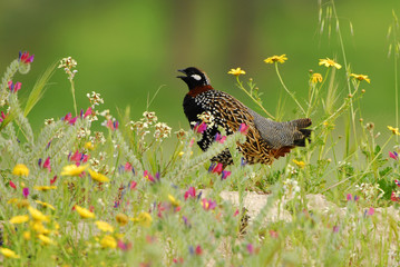 Black Francolin
