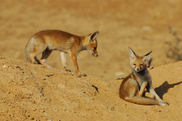  Red Fox cubs