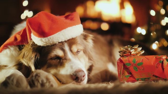 A sweet dog is sleeping near his Christmas present, in the background is a Christmas tree and a fire is burning in the fireplace. All meet Christmas and New Year