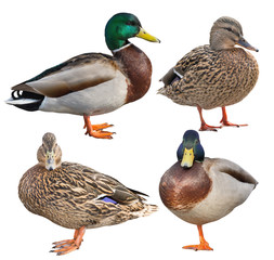 four standing mallard ducks isolated on white