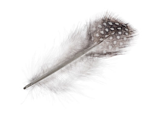 fluffy straight feather in light spots isolated on white