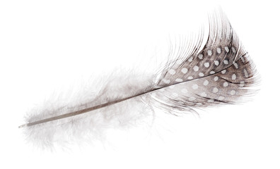 fluffy straight feather in light spots on white