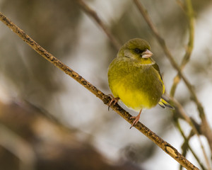 Greenfinch perched on a branch