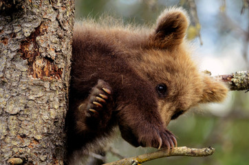 Grizzly Cub on a tree