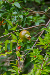 close up view of fresh pomegranate fruit on green background from leaves