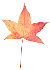 autumn sweetgum leaf on white