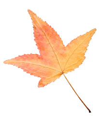 autumn sweetgum orange leaf on white