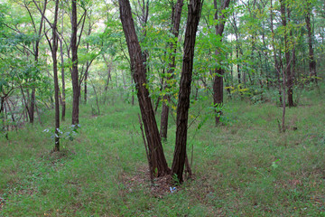 Fototapeta premium grass and trees, in a nature reserve