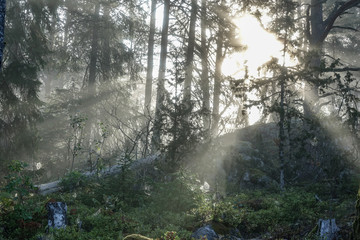 Early morning in foggy forest landscape. Sun rays in mist.