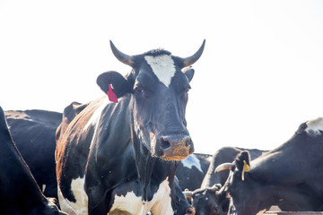 Cow milking facility and mechanized milking equipment. dairy farm