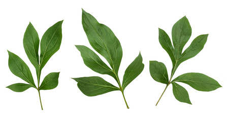 peony leaves isolated on white background
