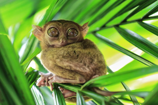 Tarsier 4k cheap