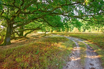 Rundwanderweg im Naturschutzgebiet Lüneburger Heide - Totengrund