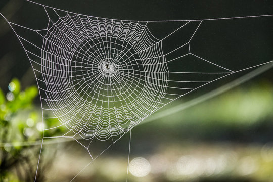 Spider web in sunny forest.