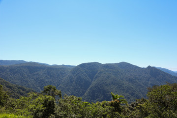 Panoramic view of green tropical forest trees and blue sky  background - Atlantic forest in Brazil