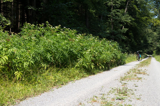 Zwerg-Holunder (Sambucus ebulus) Bestand entlang eines Waldweges in  S&uuml;ddeutschland