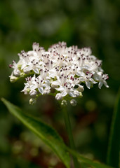 Blühender Zwerg-Holunder (Sambucus ebulus) / danewort; dwarf elderberry inflorescence