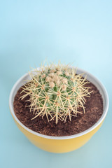 abobe view of rounded cactus in a yellow planter isolated on a blue background