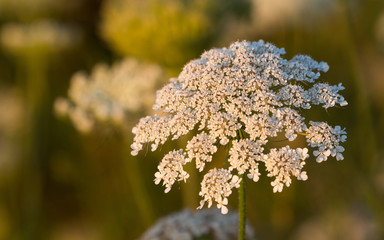 Wilde Möhren (Daucus carota subsp. carota) auf Ruderalfläche in Süddeutschland