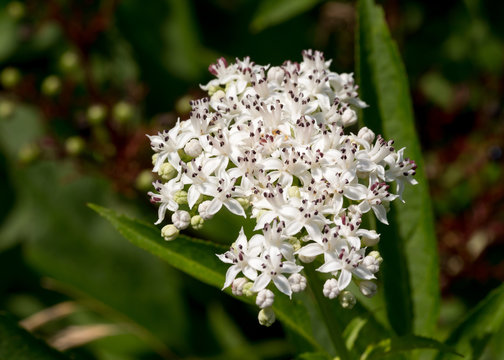 Bl&uuml;hender Zwerg-Holunder (Sambucus ebulus) / danewort; dwarf elderberry inflorescence