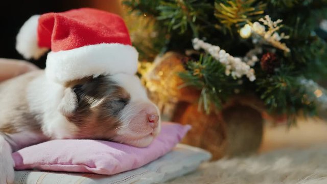 A small puppy sleeps in his bed near the New Year tree. Funny videos with animals on the New Year theme