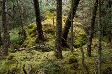 Obraz premium Culag Woods near Lochinver, Highlands of Scotland. Photo shows lichen and moss on the floor of the woods amongst the trees.
