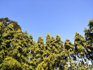 Trees with blue sky background