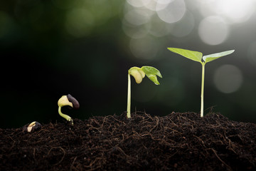 Young plant growing in the morning light and green nature bokeh background  new life growth ecology concept