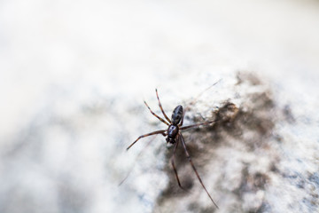 spider crawling on the stone
