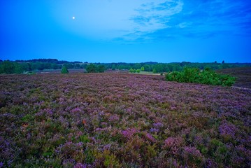 Naklejka premium Mondschein-Wanderungen in der Lüneburger Heide am Wilseder Berg