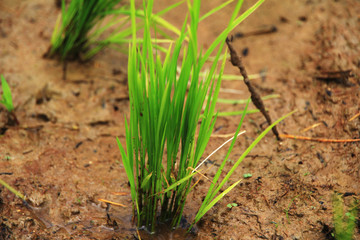 Seeding of rice growing in the rice field.