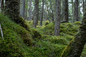 Culag Woods near Lochinver, Highlands of Scotland. Photo shows lichen and moss on the floor of the woods amongst the trees.