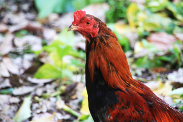Head chicken red and black beautiful in the  farm.